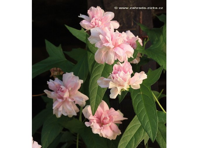 Calystegia hederacea 'Multiplex' - Opletník břečťanolistý