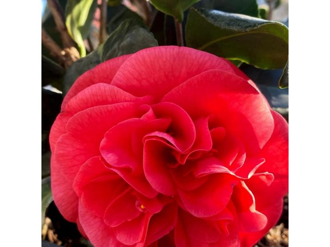 Camellia japonica 'Dr. Burnside' - kamélie japonská
