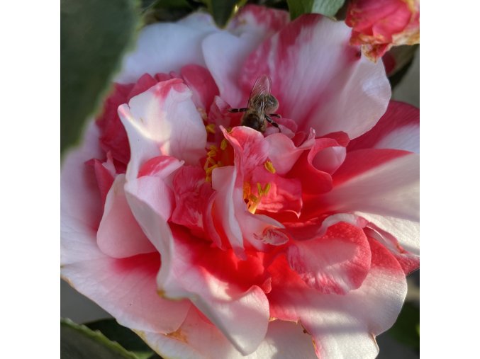 Camellia japonica 'General Coletti' - kamélie