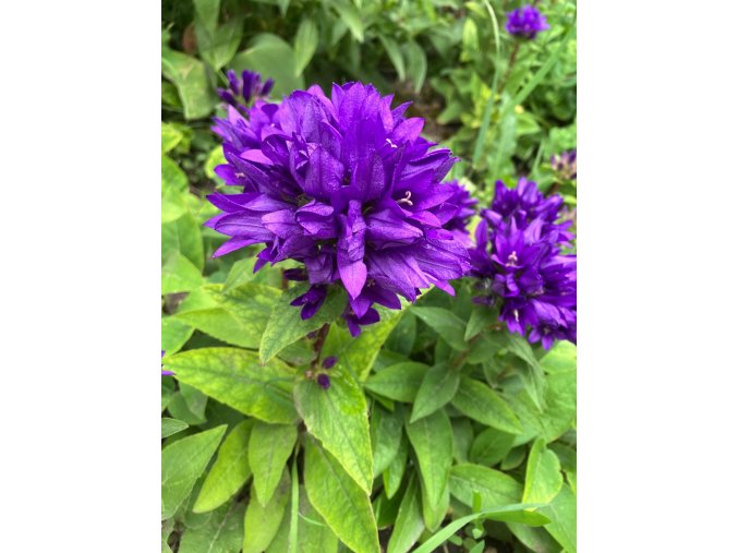 Campanula glomerata 'Acaulis' - zvonek klubkatý