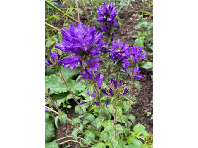 Campanula glomerata 'Dahurica' - zvonek klubkatý