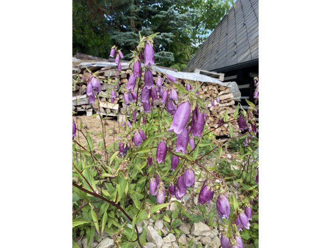 Campanula punctata 'Rubriflora' - zvonek tečkovaný