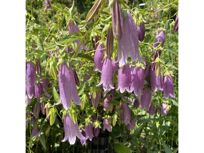Campanula punctata 'Rubriflora' - zvonek tečkovaný