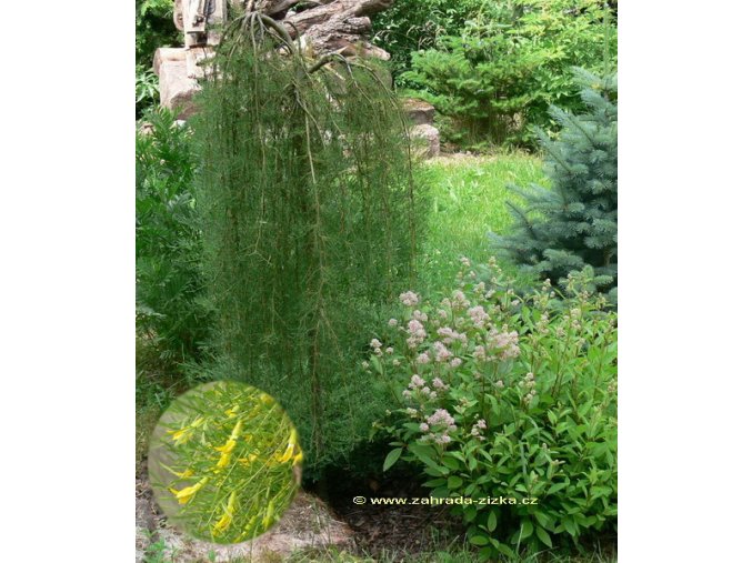 Caragana arborescens 'Walker' - čimišník stromovitý