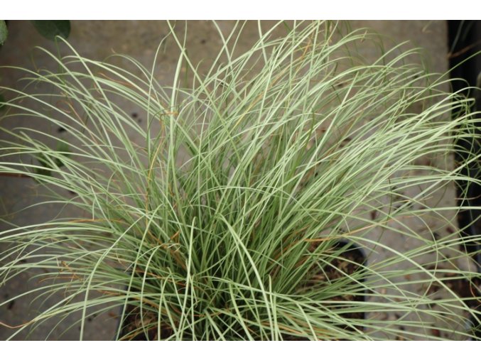 Carex comans 'Frosted Curls' - ostřice chocholatá