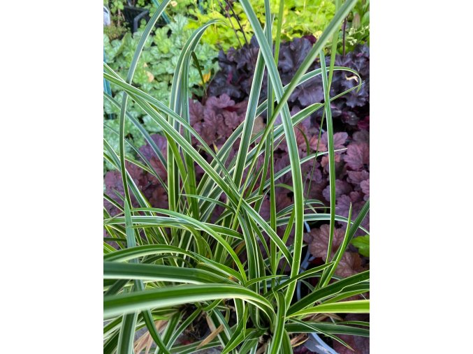 Carex morrowii 'Variegata' - ostřice