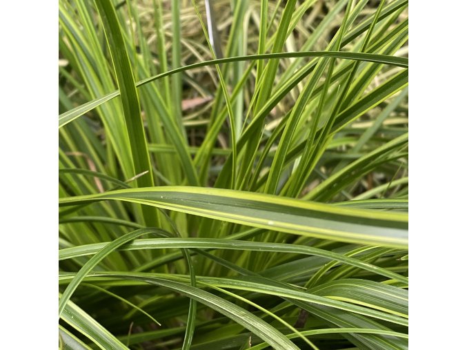 CAREX oshimensis 'Everlime' - ostřice