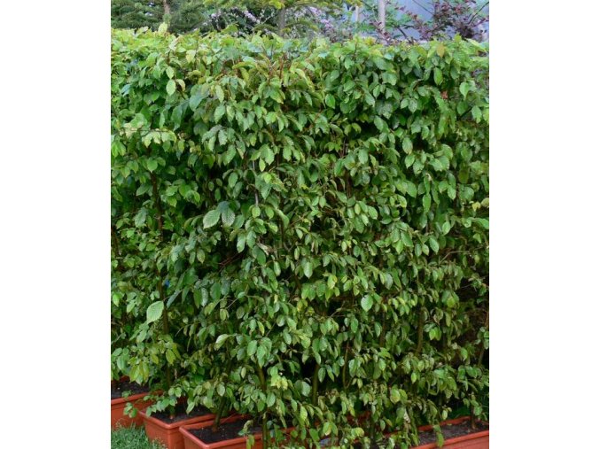 Carpinus betulus - habr obecný