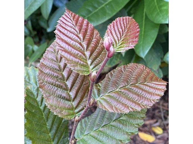 Carpinus betulus 'Purpureus' - habr obecný