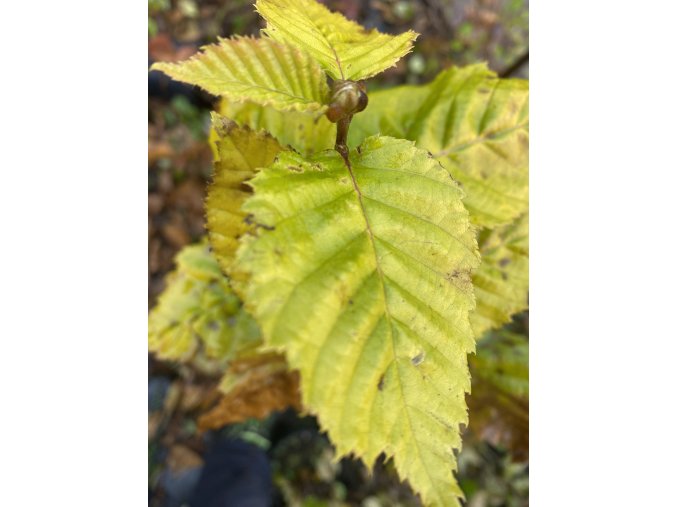 Carpinus betulus 'Williamson’s Gold' - habr obecný