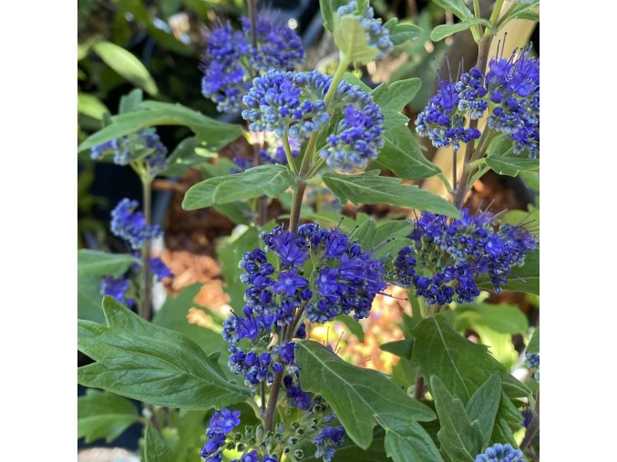 Caryopteris x clandonensis 'Grand Bleu' - ořechokřídlec