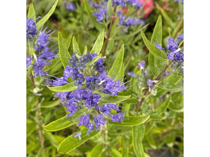 Caryopteris x clandonensis 'Kew Blue' - ořechoplodec clandonský