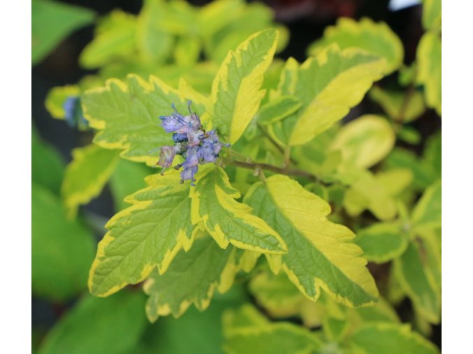 Caryopteris x clandonensis 'Summer Sorbet' - ořechoplodec
