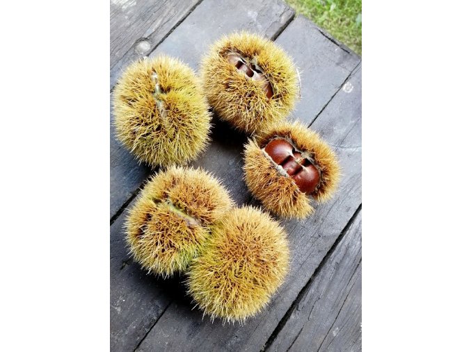 Castanea sativa 'Lyon' - kaštanovník setý