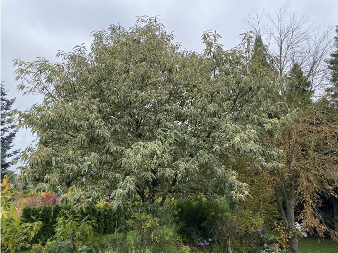 Castanea sativa 'Variegata' - kaštanovník setý