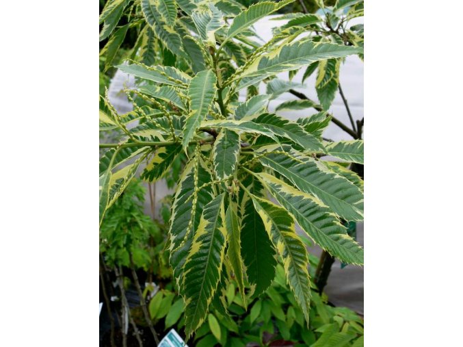 Castanea sativa 'Variegata' - kaštanovník setý
