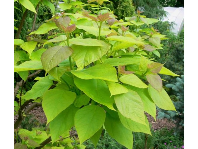 Catalpa bignonioides 'Aurea' - katalpa trubačovitá