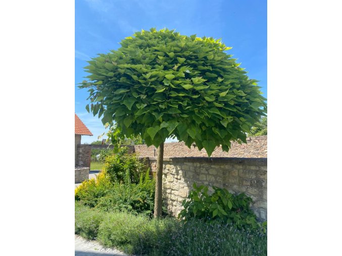 Catalpa bignonioides 'Nana' - katalpa trubačovitá