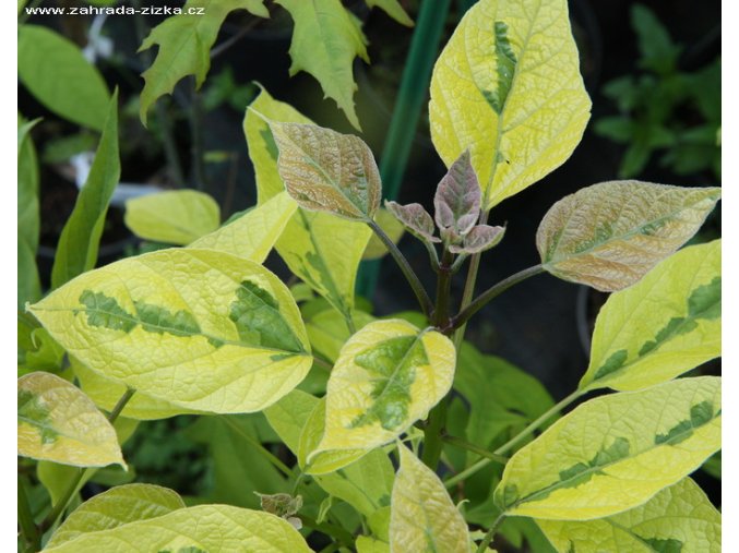 Catalpa erubescens 'Variegata' - katalpa křížená