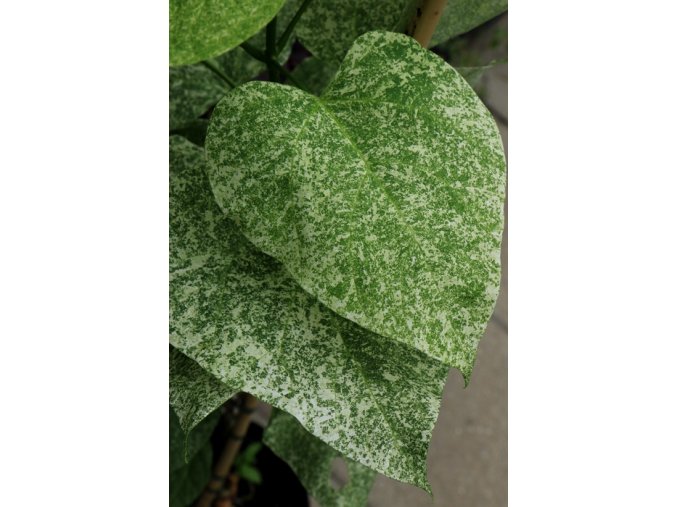 Catalpa speciosa 'Pulverulenta' - katalpa nádherná