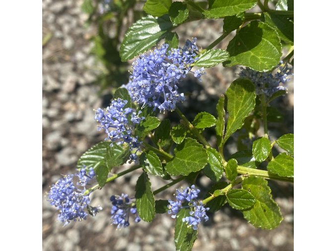 Ceanothus thyrsiflorus var. repens - zpododěr (latnatec)