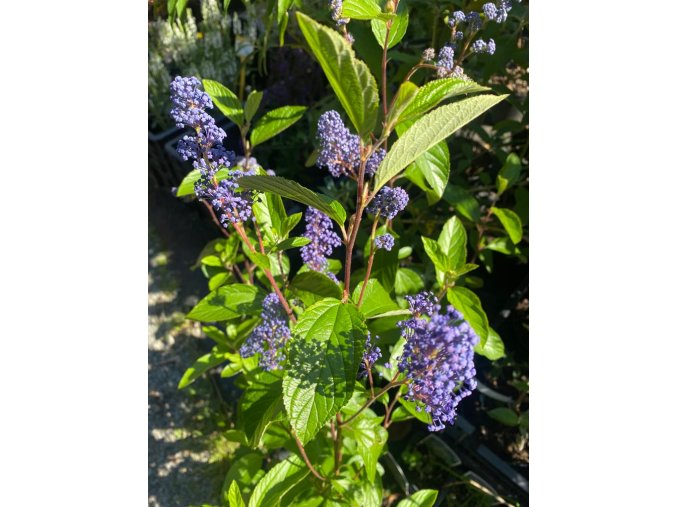 CEANOTHUS x delilianus 'Henri Desfossé' - zbloděr