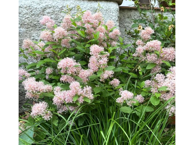 Ceanothus x pallidus 'Marie Simon' - latnatec