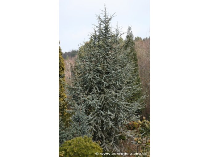 Cedrus atlantica 'Glauca' - cedr atlaský