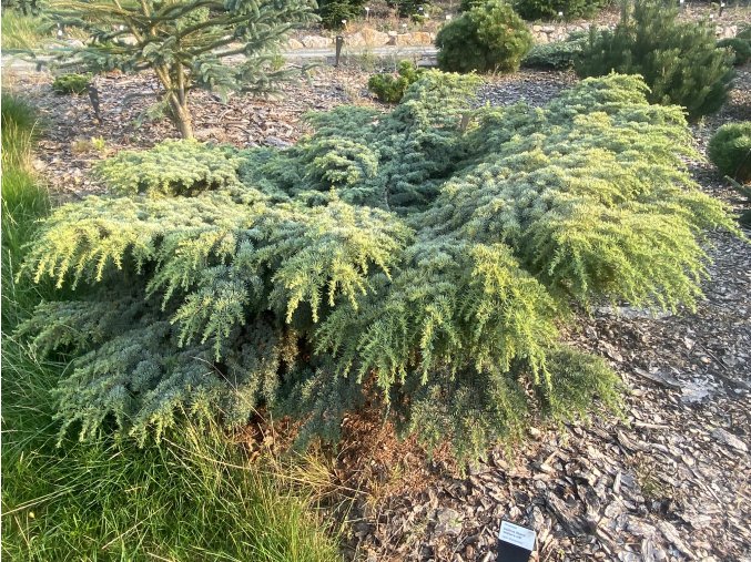 Cedrus atlantica 'Hillier HB' - cedr atlaský