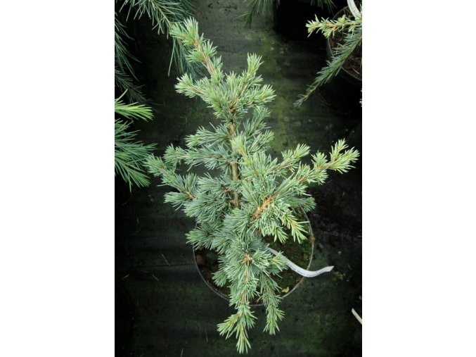 Cedrus atlantica 'Saphire Nymph' - cedr atlaský