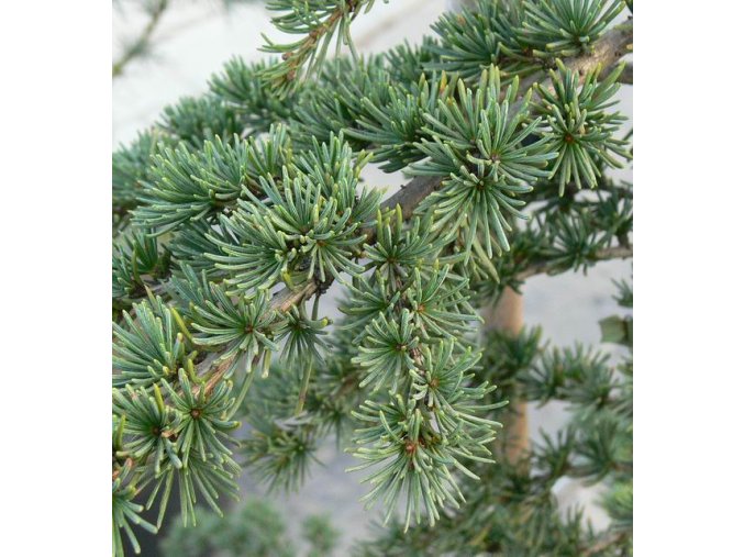 Cedrus brevifolia 'Compacta' - cedr krátkolistý
