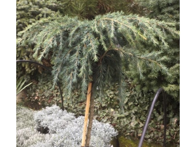 Cedrus deodara 'Feeling Blue' kmínek - cedr himalájský