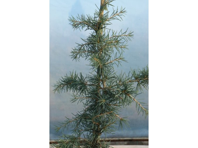 Cedrus deodara 'Karl Fuchs' - cedr himalájský