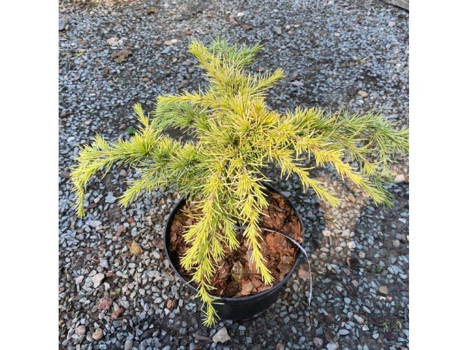 Cedrus deodara 'Lime Glow' - cedr himalájský