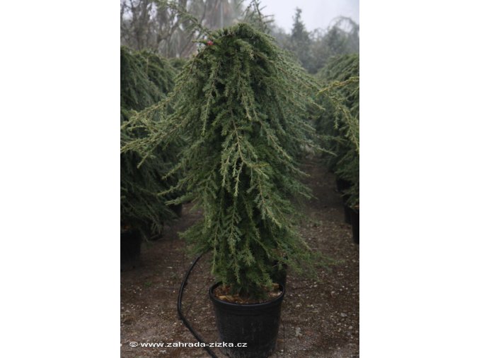 Cedrus deodara 'Pendula' - cedr himalájský