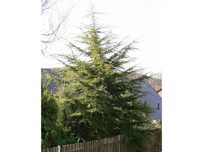 Cedrus libani - cedr libanonský