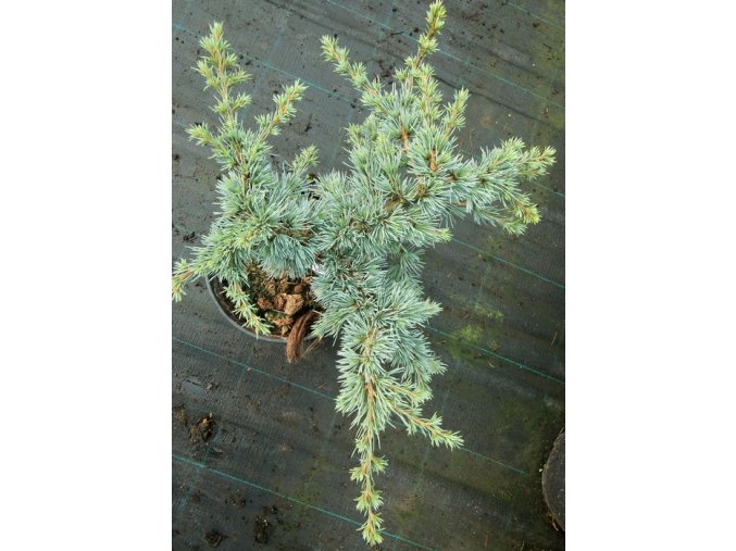 Cedrus libani 'Doncaster' - cedr libanonský