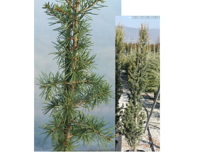 Cedrus libani 'Fastigiata' - cedr libanonský