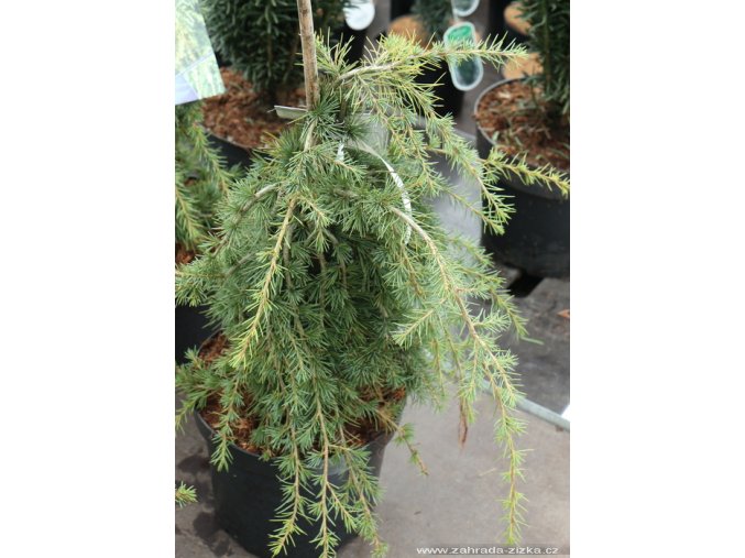Cedrus libani 'Sargentii' - cedr libanonský
