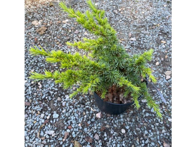 Cedrus libani 'White House' - cedr libanonský