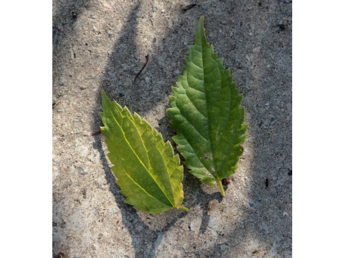 Celtis australis - břestovec jižní