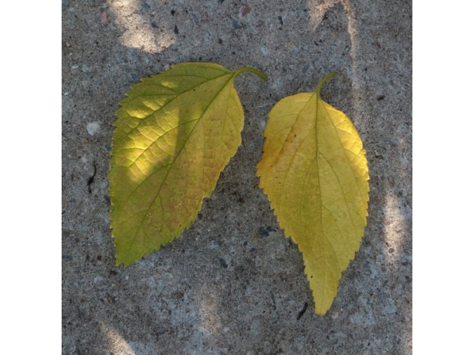 Celtis occidentalis - břestovec západní