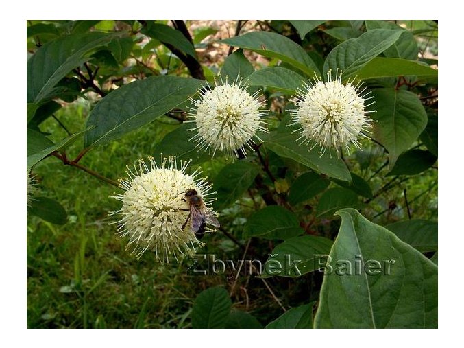 Cephalanthus occidentalis - hlavoš západní