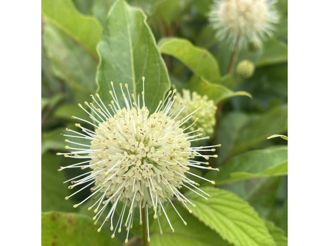 Cephalanthus occidentalis 'Magical Moonlight' - hlavoš západní