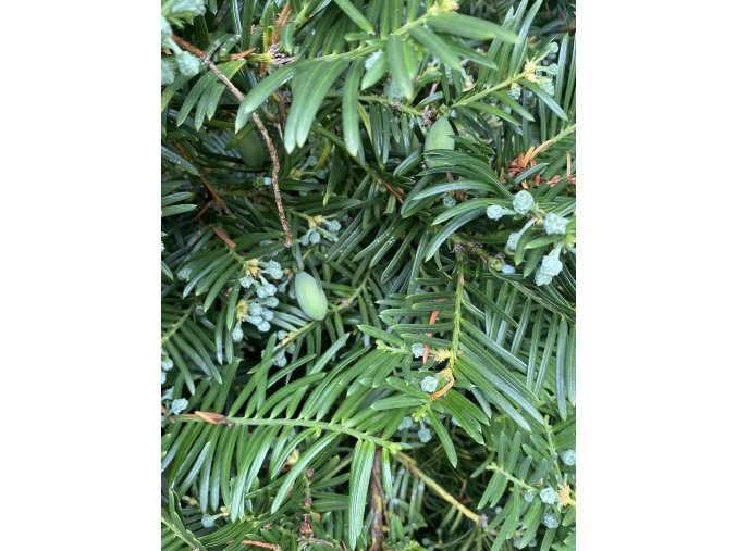 Cephalotaxus harringtonia - hlavotis peckovicový