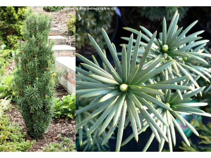 Cephalotaxus harringtonia 'Fastigiata' - hlavotis peckovicový