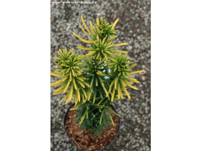 Cephalotaxus harringtonia 'Korean Gold' - hlavotis