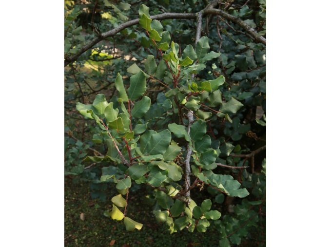 Ceratonia siliqua - rohovník obecný