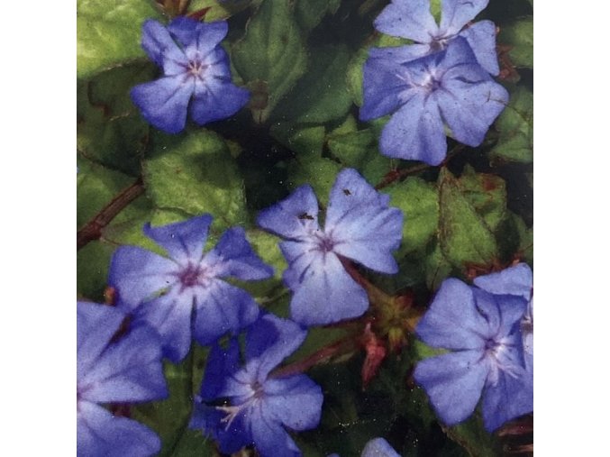 Ceratostigma griffithii - olověnec Griffithův