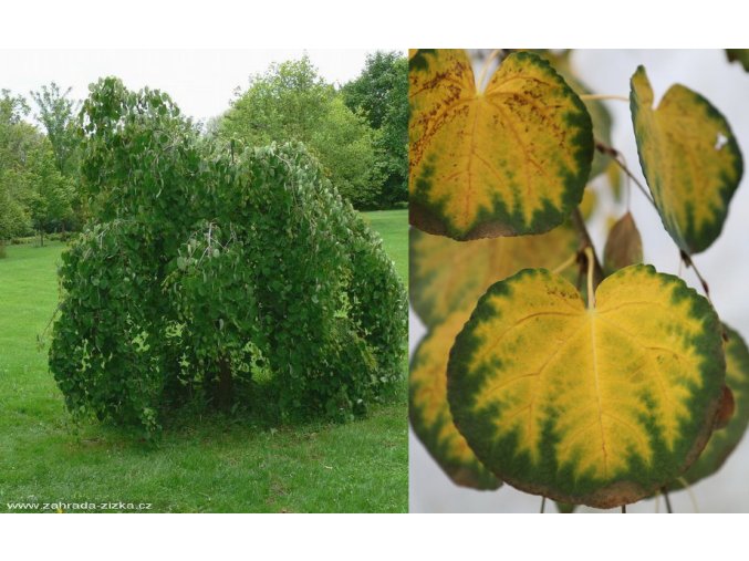Cercidiphyllum japonicum 'Pendulum' - zmarličník japonský